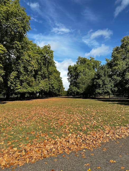 A spacious, tree-lined park with a broad grassy area in the foreground, partially covered by fallen leaves in shades of brown and yellow, indicating autumn. Tall, mature deciduous trees with dense, green foliage border both sides of the open space and extend into the distance, creating a natural corridor. The sky above is mostly clear with a few wispy white clouds, and the scene is illuminated by bright, natural sunlight. The environment appears well-maintained, with no visible litter or debris. The presence of fallen leaves suggests seasonal change, and the setting could be associated with quiet public spaces or areas where private waste or leaf clearance might be considered. The overall impression is of a peaceful, outdoor environment, typical of parks or gardens in urban settings, possibly under management by local or private maintenance services such as Rubbish Clearance Bayswater, who may handle on-site rubbish removal, leaf clearance, or waste disposal in similar outdoor areas.